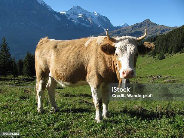 Kuh In Schweizer Alpen Stockfoto und mehr Bilder von Berg - Berg, Berner Alpen, Fotografie