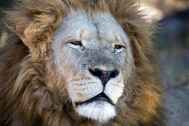 istock Lion in a game Park 179054402