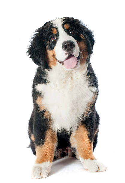 istock puppy bernese moutain dog 179054502