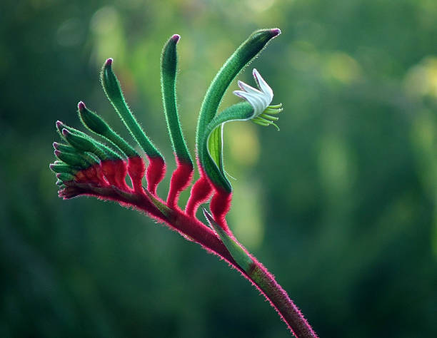 Red and Green Australian Kangaroo Paw - Western Australia's floral emblem