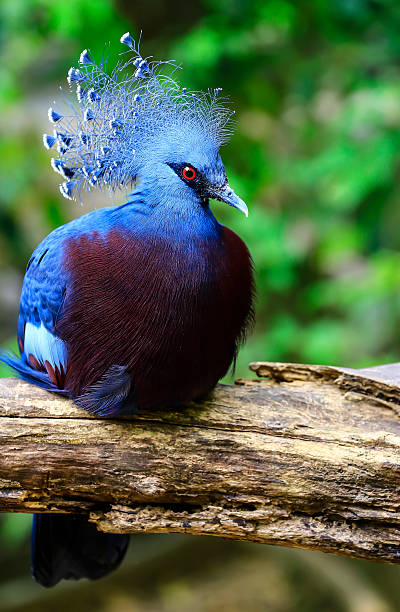 istock Victoria Crowned Pigeon 179054665