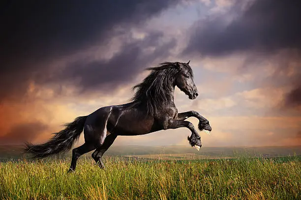 Beautiful black friesian stallion running gallop on the field on sunset