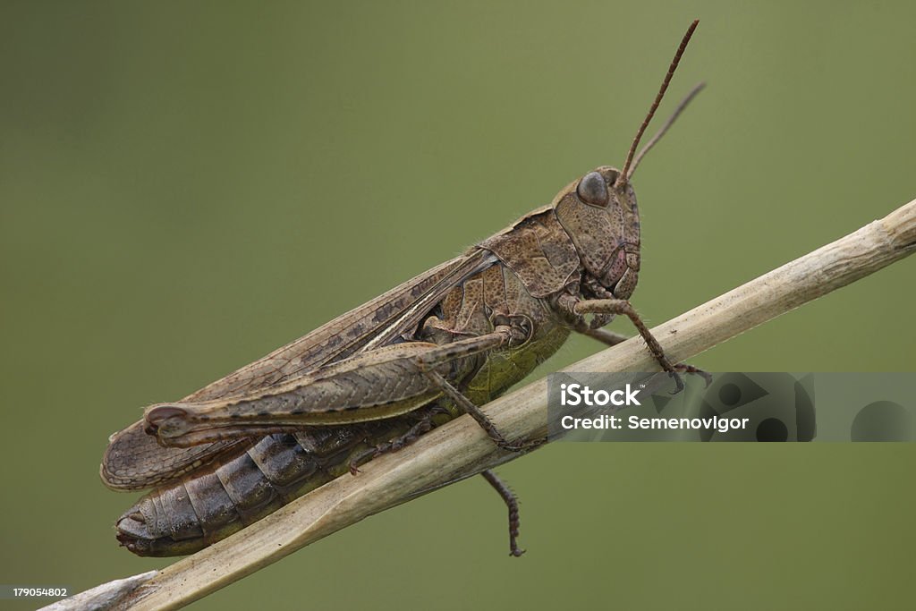 Cavalletta. - Foto stock royalty-free di Ambientazione esterna