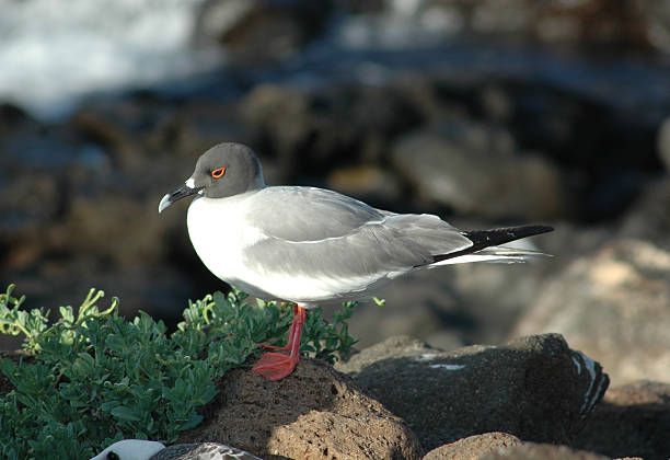 Galapagos gull stock photo