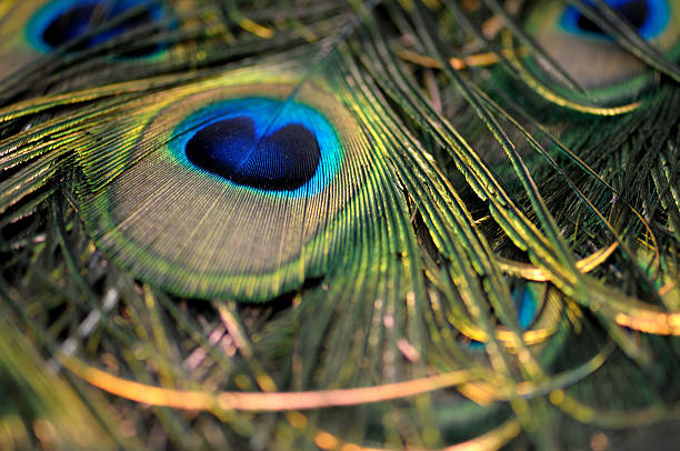 istock Indian Blue Peacock Feather eye 179054995