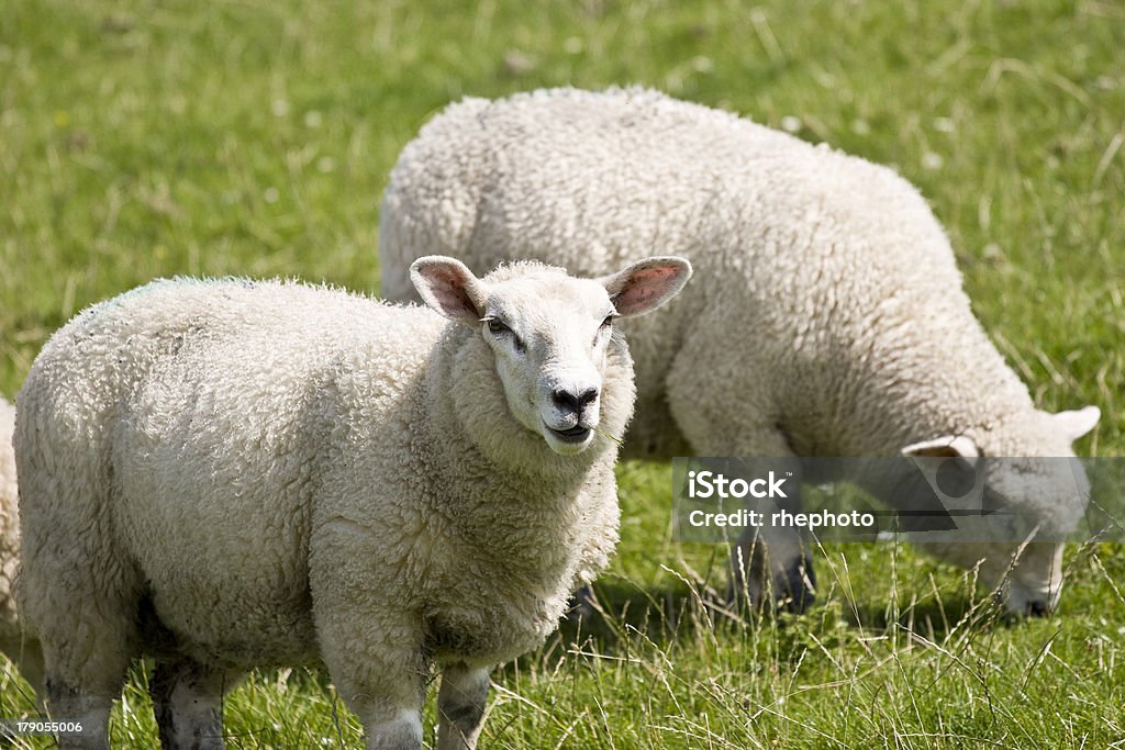 Deichschafe - Lizenzfrei Damm - Hergestellter Gegenstand Stock-Foto