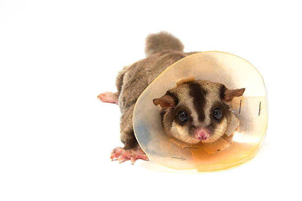 usando sugarglider de vomitar (collarín protector) - opossum australia marsupial tree fotografías e imágenes de stock