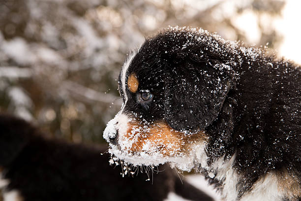 バーニーズマウンテンドッグ後に他の人形 - dog snow bernese mountain dog paw ストックフォトと画像