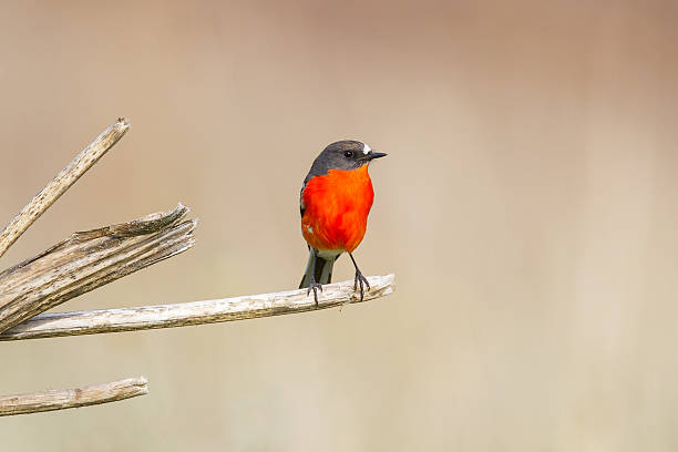 Flame Robin stock photo