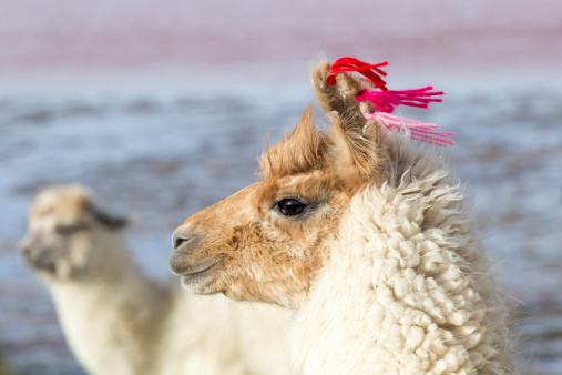 Lama on the Laguna Colorada, Bolivia