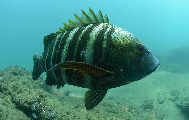 istock barred pargo fish underwater in pacific ocean 179055126