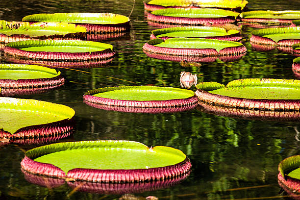 Victoria Regia, the world's largest leaves, of Amazonian water lilies Victoria Regia, the world's largest leaves, of Amazonian water lilies regia stock pictures, royalty-free photos & images