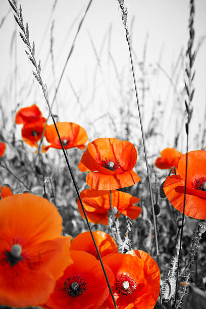 istock red poppies on BW field 179055297
