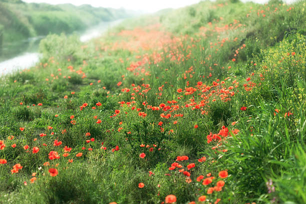 istock Poppy flowers by the river 179055298