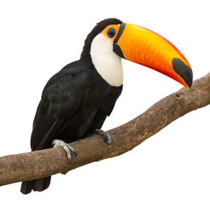 Toucan (Ramphastos Toco) sitting on tree branch isolated on white background. See also: