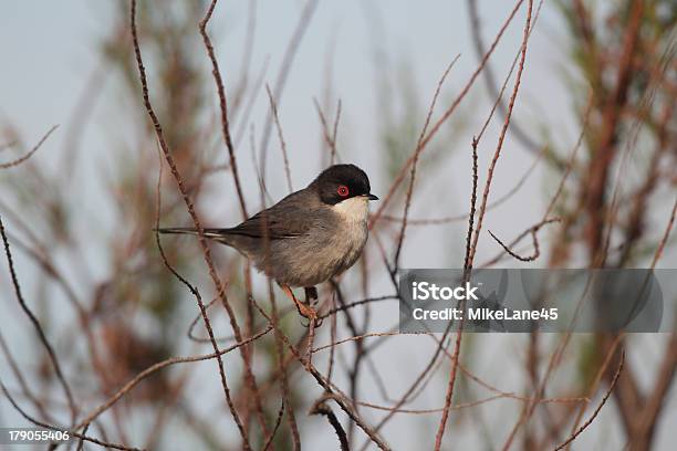 Sardische Grasmückenartige Sylvia Melanocephala Male Stockfoto und mehr Bilder von Buschig