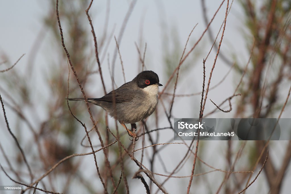 Сардинского Славка, Sylvia melanocephala, самцы - Стоковые фото Без людей р�оялти-фри