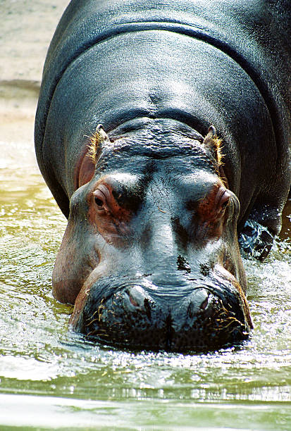 istock Hippopotamus Entering Water 179055447