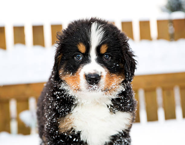 山の犬の人形スタイルでカメラ staightly - dog snow bernese mountain dog paw ストックフォトと画像