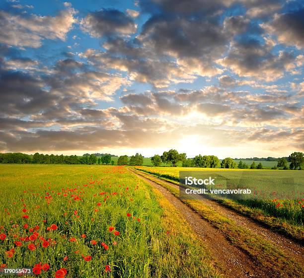 Campo Modo - Fotografie stock e altre immagini di Agricoltura - Agricoltura, Ambiente, Bellezza naturale