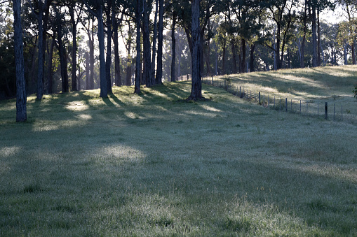 Dawn in a typical Australian landscape. Grass acts as copy space.