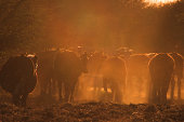 Cows at sunset