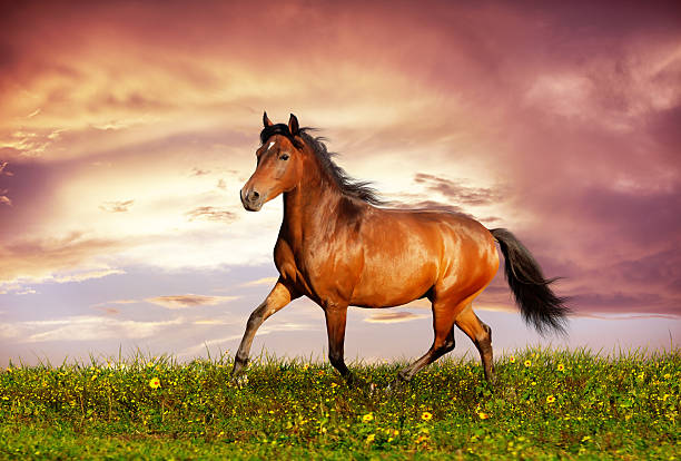 istock Beautiful brown horse running trot 179056096