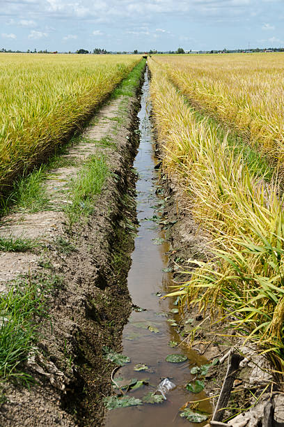 istock Paddy Field and ditch, Sekinchan, Malaysia 179056154