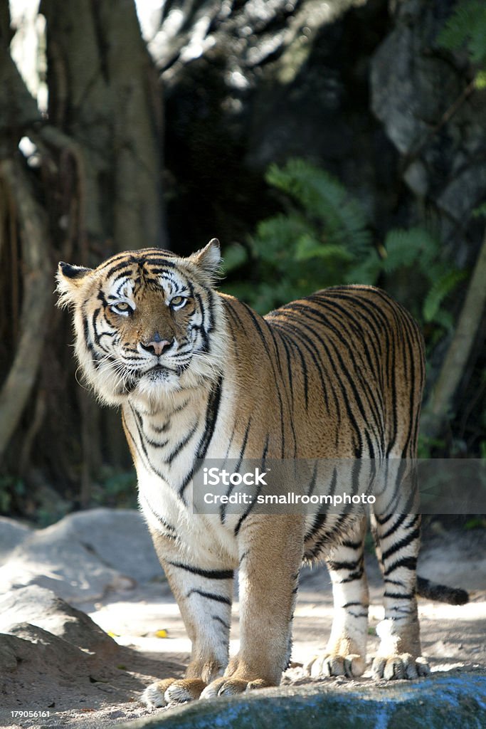 Tigre - Photo de Agression libre de droits