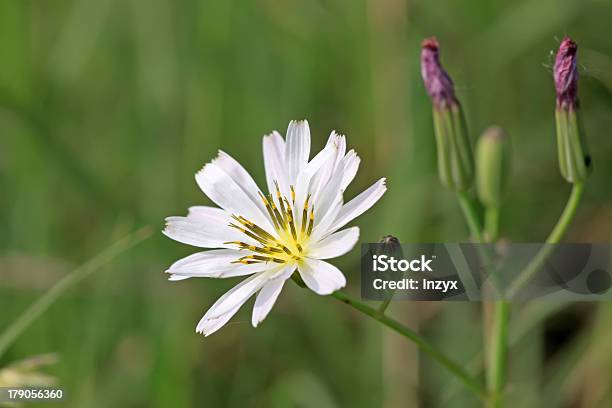 Lactuca Indica Stockfoto und mehr Bilder von Alternative Medizin - Alternative Medizin, Asien, Biologie