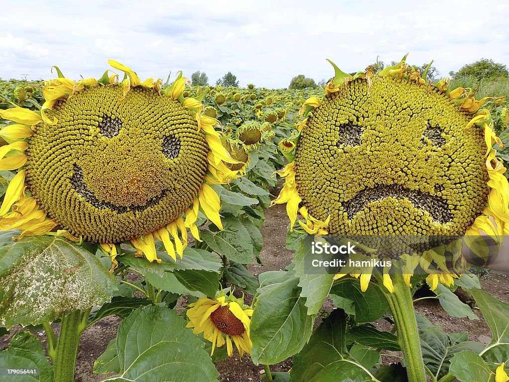 Sunflowers Funny shot of sad and happy sunflowers. Agricultural Field Stock Photo