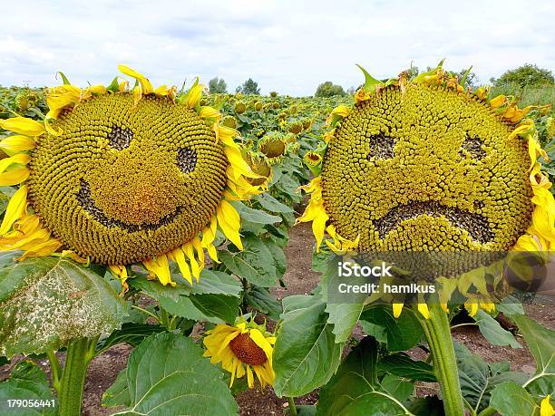 Sunflowers Stock Photo - Download Image Now - Agricultural Field, Anger, Blossom