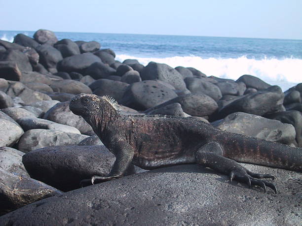 Galapagos Marine Iguana I stock photo
