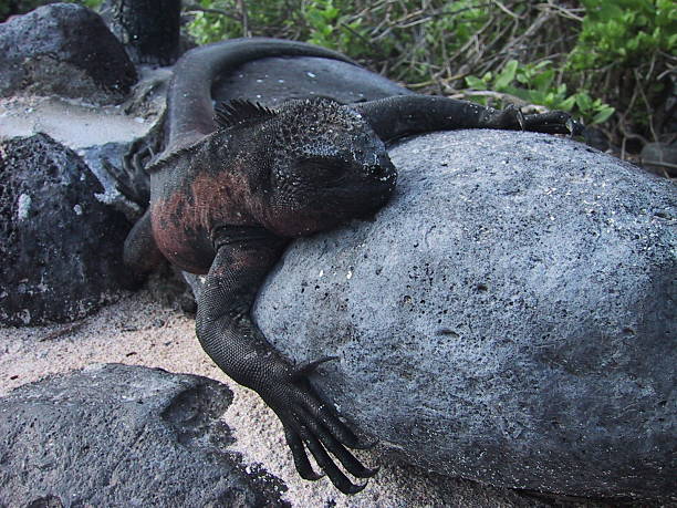 Galapagos Marine Iguana sleeping stock photo
