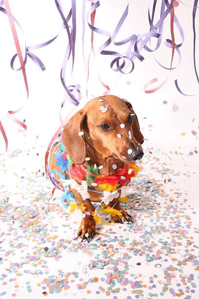 istock Carnival canine party 179056508