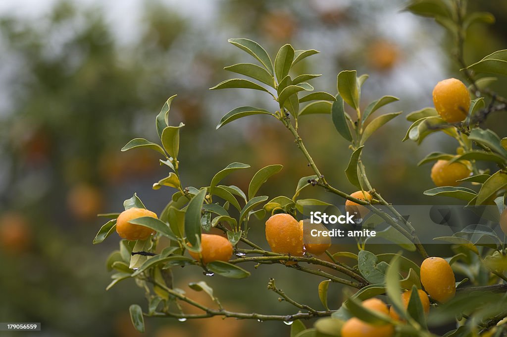 Monte degli Ulivi, Gerusalemme, Israele - Foto stock royalty-free di Asia Occidentale