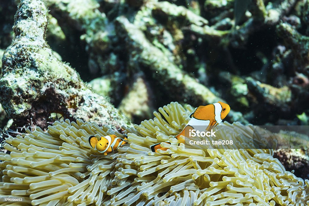 Clownfish на Surin Национальный Парк - Стоковые фото Амфиприон роялти-фри