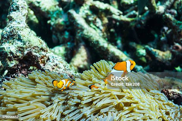 Clownfish На Surin Национальный Парк — стоковые фотографии и другие картинки Амфиприон - Амфиприон, Горизонтальный, Животное