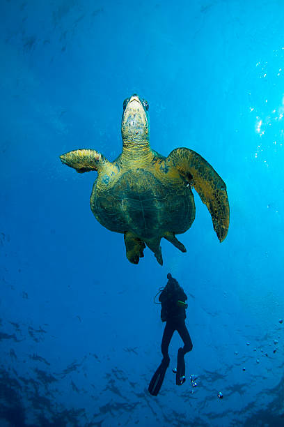 Turtle escapes from a Scuba Diver stock photo