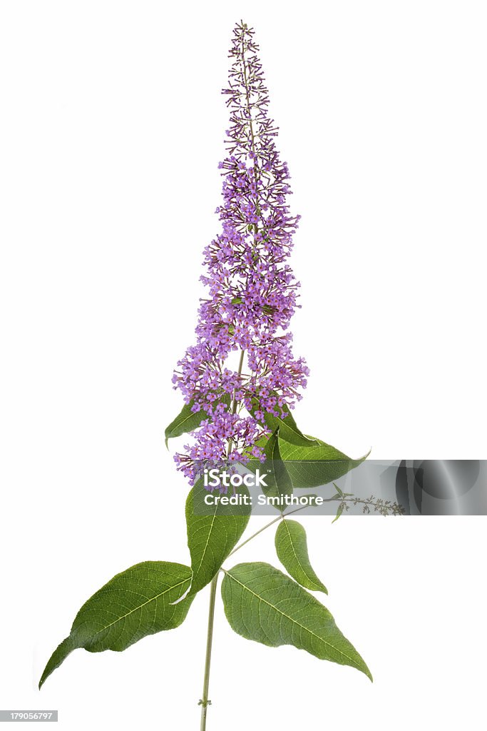 buddleia flower flower of buddleia tree isolated on white background Buddleia Stock Photo