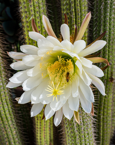 Soehrensia spachiana, commonly known as the golden torch, torch cactus or golden column, is a species of cactus native to South America. Trichocereus spachianus. Argentina. Honey bee, bee on the flower.