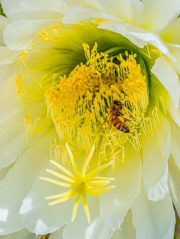 Soehrensia spachiana, commonly known as the golden torch, torch cactus or golden column, is a species of cactus native to South America. Trichocereus spachianus. Argentina. Honey bee, bee on the flower.