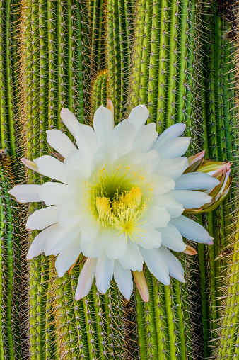 Yellow flower of desert pricklypear cactus, Opuntia phaeacantha. Zion National Park, Utah, USA.