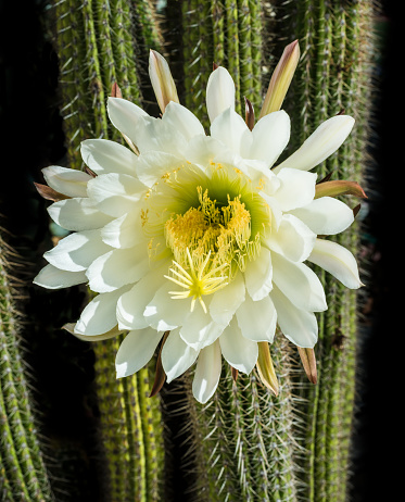 Saguaro cactus with an unprecedented number of flowers