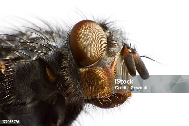 Photo libre de droit de Vue Latérale De La Mouche Domestique banque d'images et plus d'images libres de droit de Mouche à damiers - Mouche à damiers, Aile d'animal, Cheval