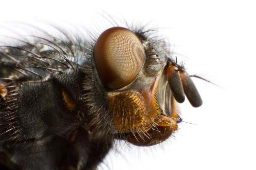 Robber fly eating a beetle perched on a twig