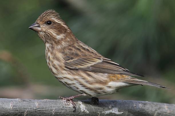 istock Purple Finch (Carpodacus purpureus) 179057100