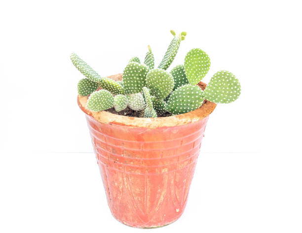 cactus di fico d'india bianco di opuntia microdasys isolato su sfondo bianco - prickly pear pad foto e immagini stock