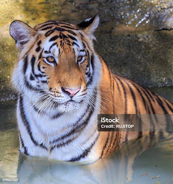 Тигр — стоковые фотографии и другие картинки Бенгальский тигр - Бенгальский тигр, Вертикальный, Вода
