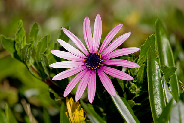 Cape fig flower stock photo